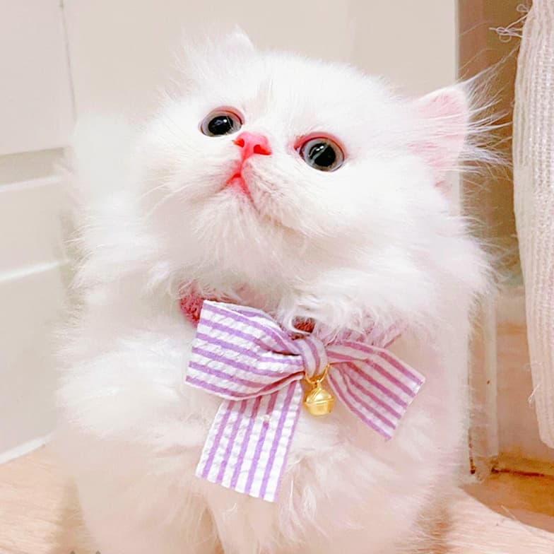 猫服 ふんわり蝶結び飾り付き首輪