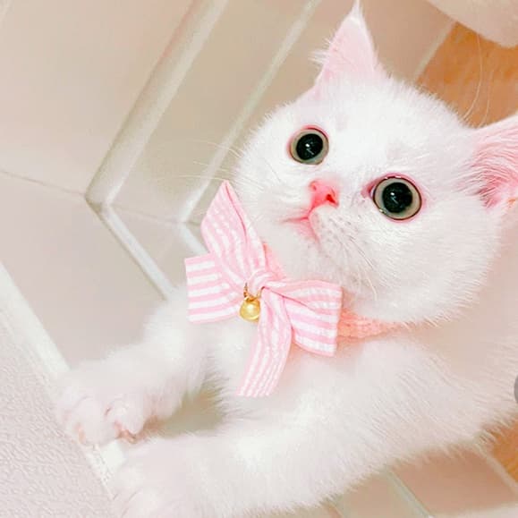 猫服 ふんわり蝶結び飾り付き首輪