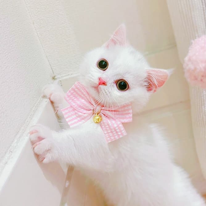 猫服 ふんわり蝶結び飾り付き首輪