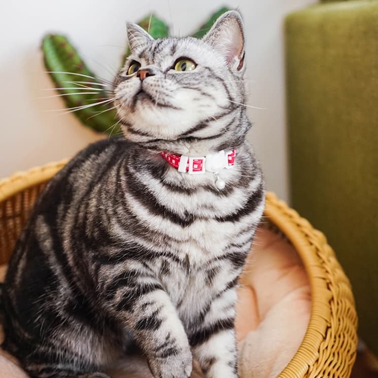猫服 ふんわり優雅な小花柄首輪