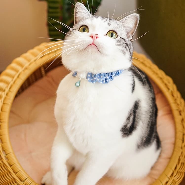 猫服 ふんわり優雅な小花柄首輪