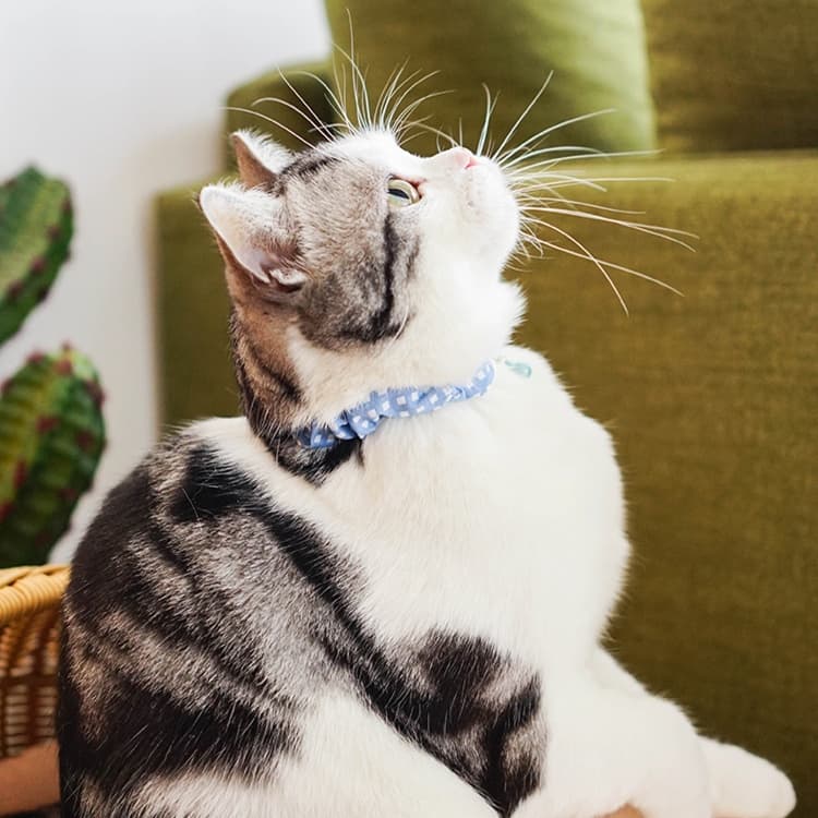 猫服 ふんわり優雅な小花柄首輪