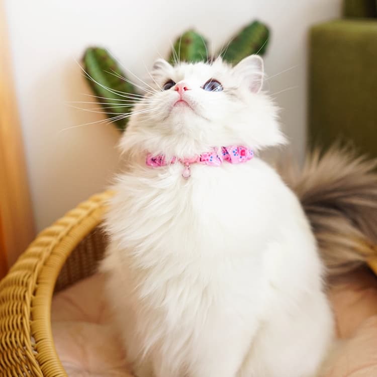 猫服 ふんわり優雅な小花柄首輪
