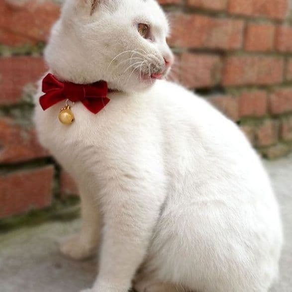 猫服 上品リボン付き鈴の首輪