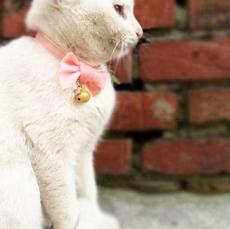猫服 上品リボン付き鈴の首輪