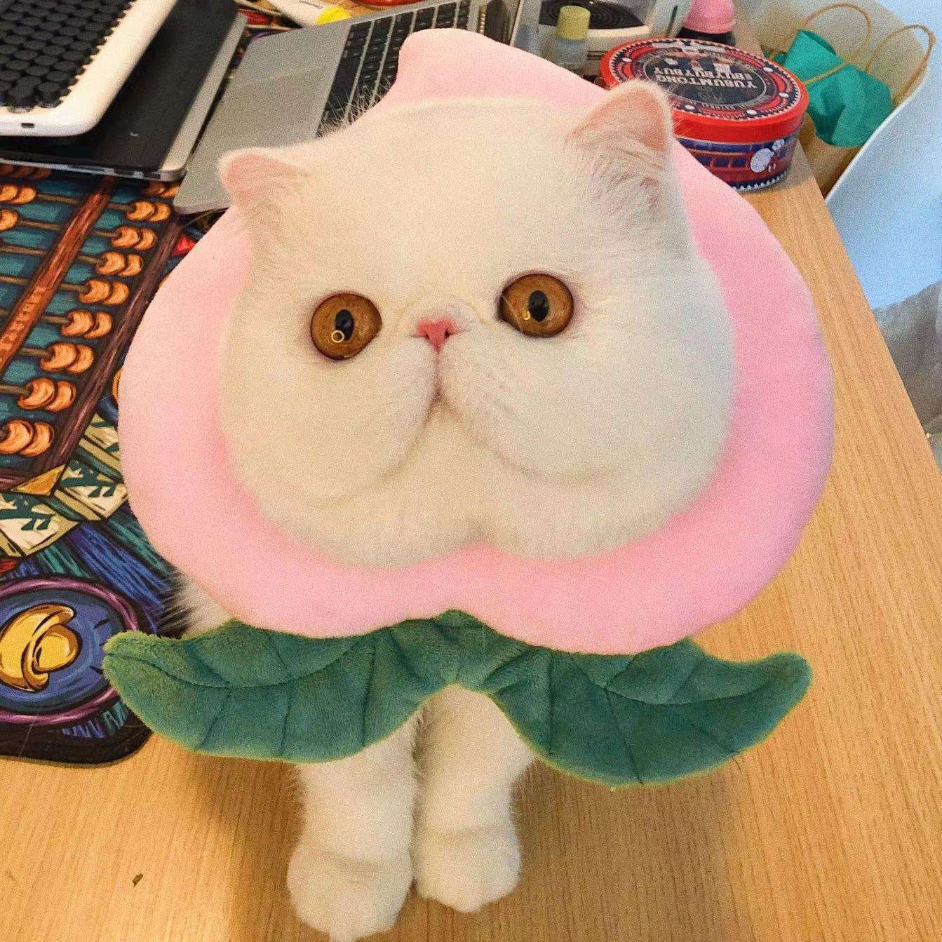 猫服 猫 エリザベスカラー | かわいい動物型メッシュエリザベスカラー