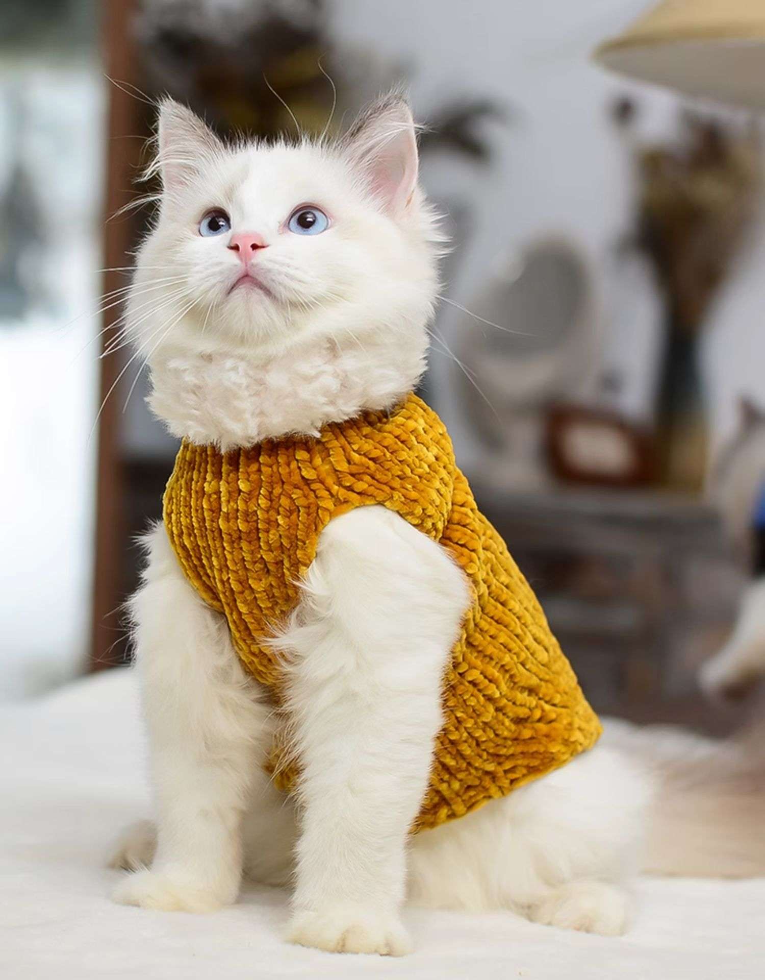 猫服 スフィンクス | ふわもこスフィンクスの防寒ニット