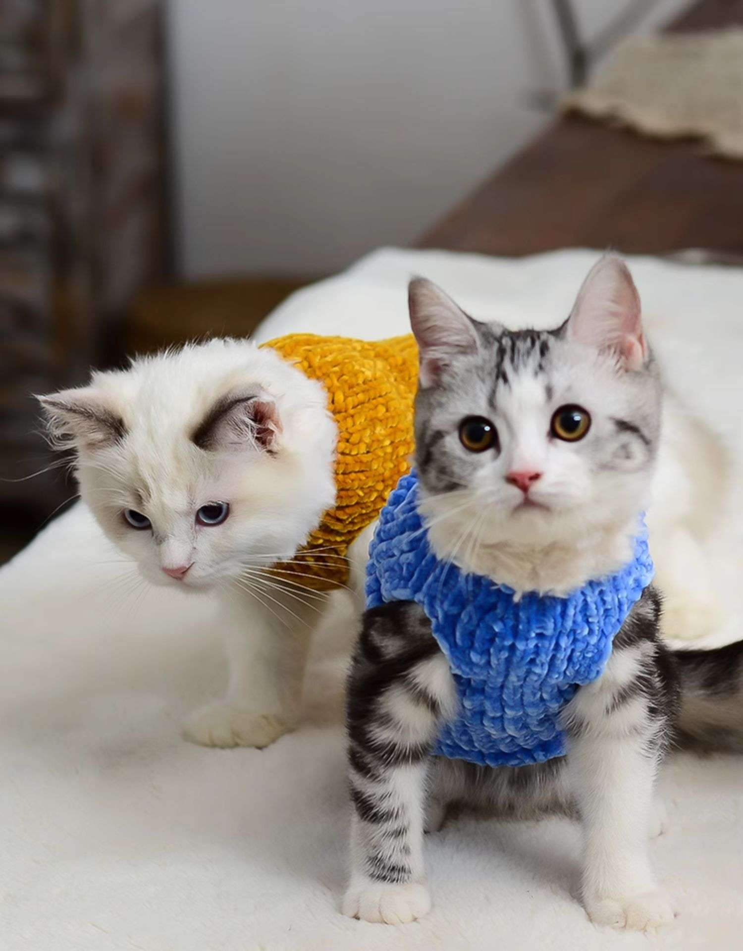 猫服 スフィンクス | ふわもこスフィンクスの防寒ニット