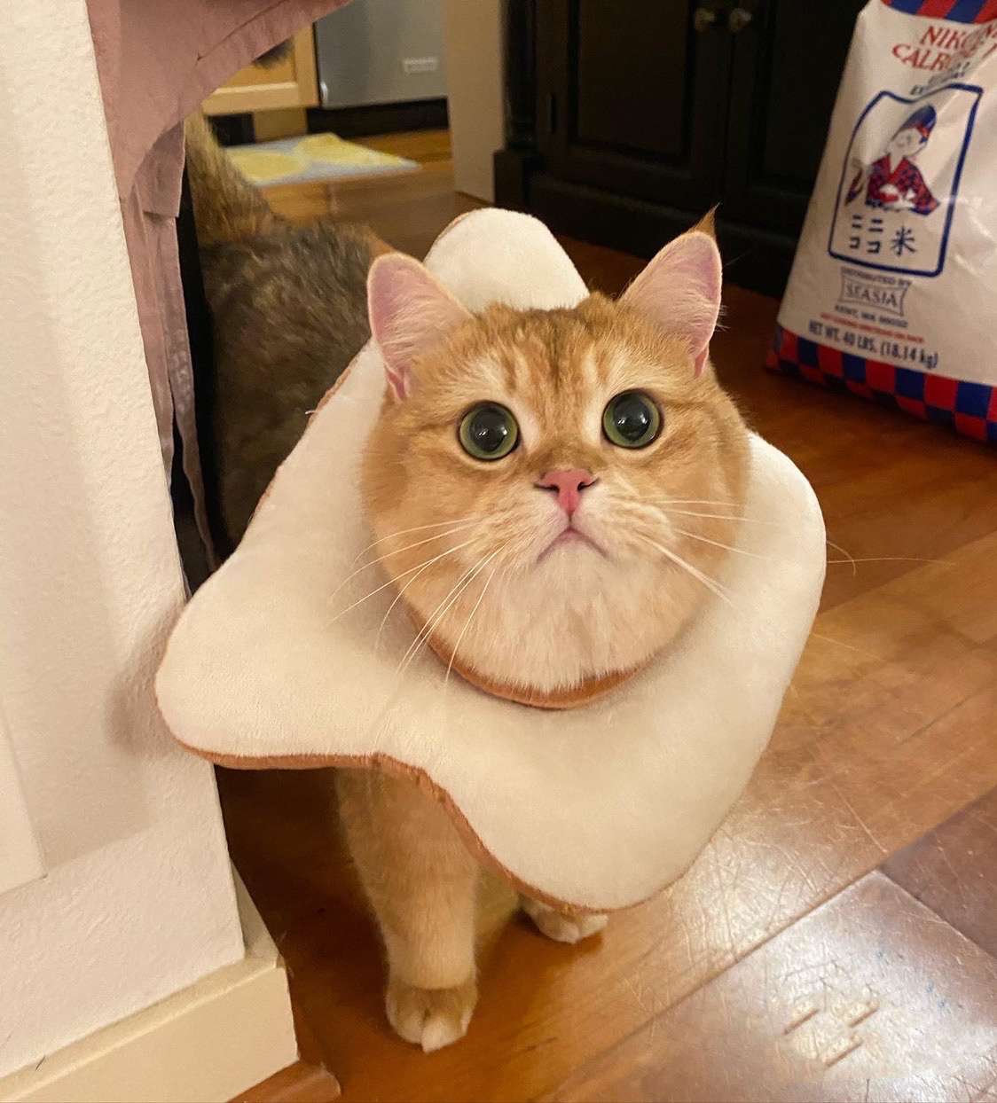 猫服 猫 エリザベスカラー | かわいい動物型メッシュエリザベスカラー