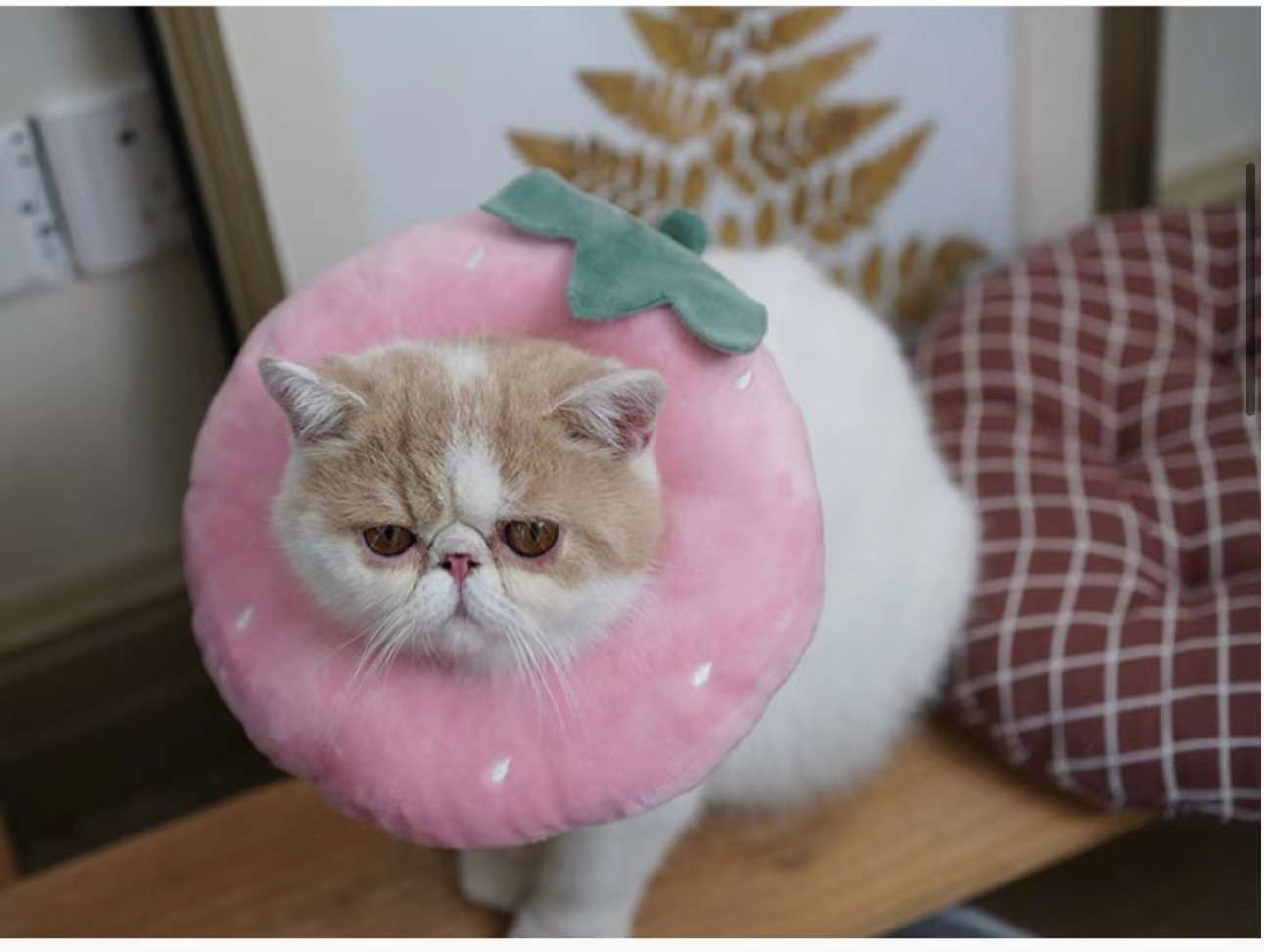 猫服 猫 エリザベスカラー | かわいい動物型メッシュエリザベスカラー