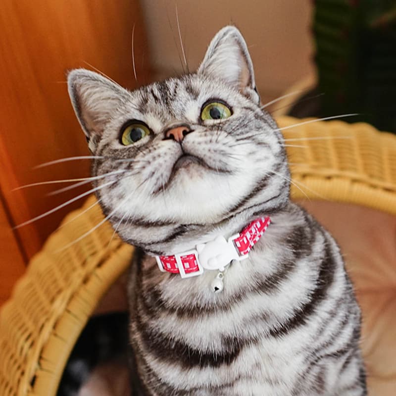 猫服 ふんわり優雅な小花柄首輪
