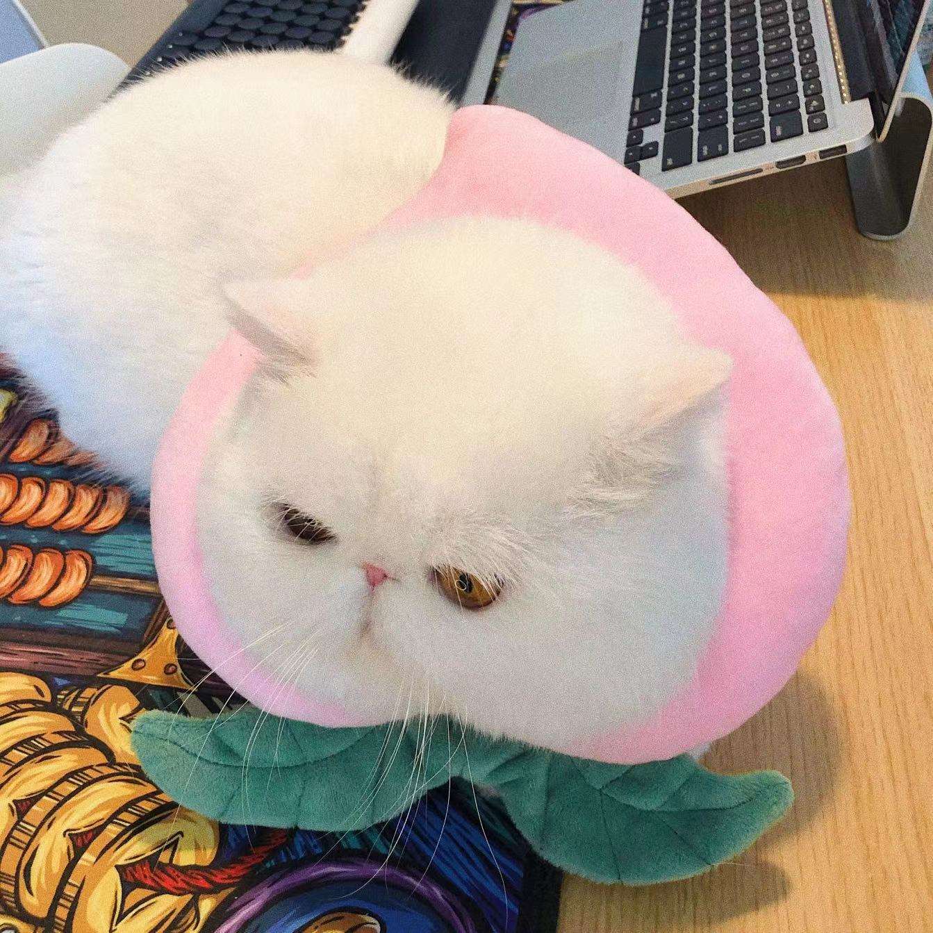 猫服 猫 エリザベスカラー | かわいい動物型メッシュエリザベスカラー