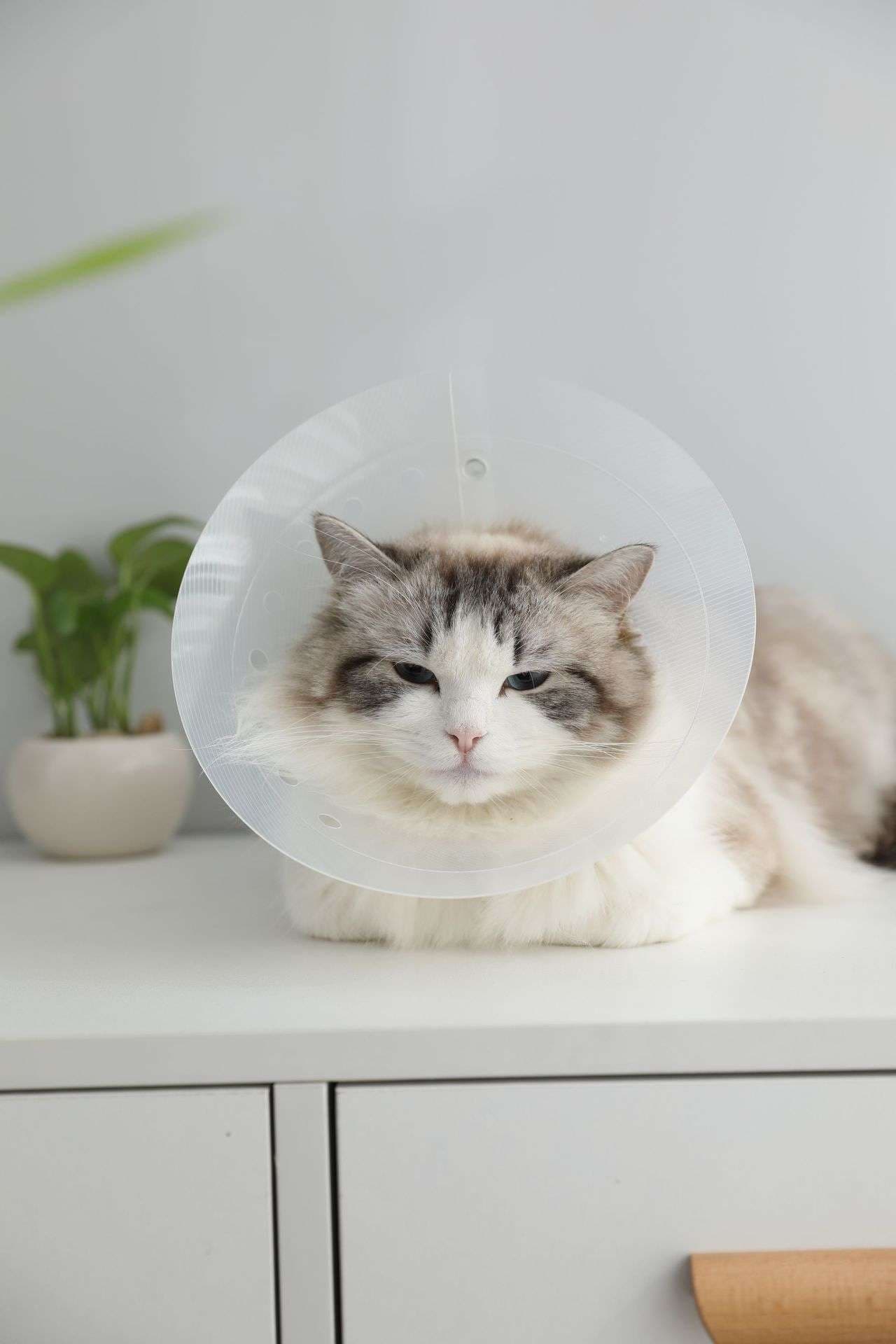 猫服 猫 エリザベスカラー | ふわもこ快適エリザベスカラー