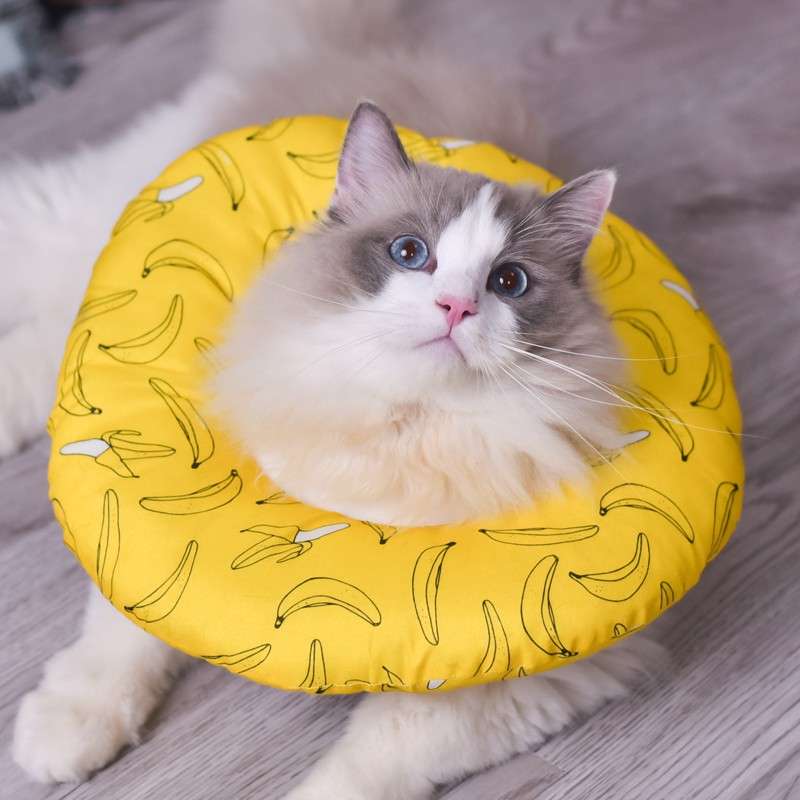 猫服 猫 エリザベスカラー | フルーティーペット用エリザベスカラー