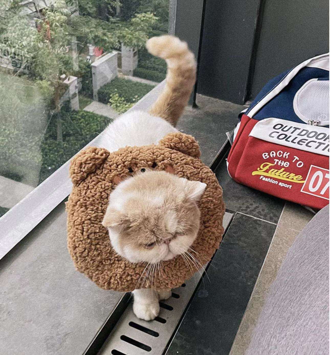 猫服 猫 エリザベスカラー | かわいい動物型メッシュエリザベスカラー