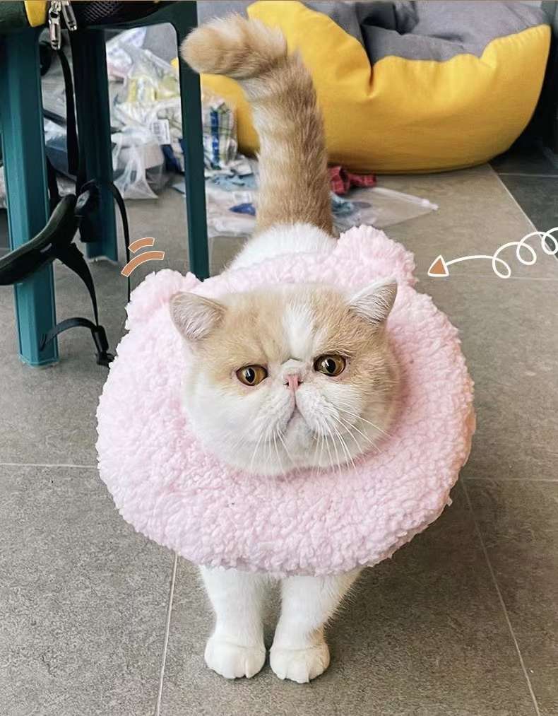 猫服 猫 エリザベスカラー | かわいい動物型メッシュエリザベスカラー