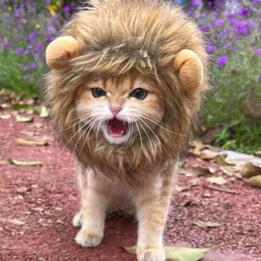猫服 じゃれ獅子ねこ変身帽子