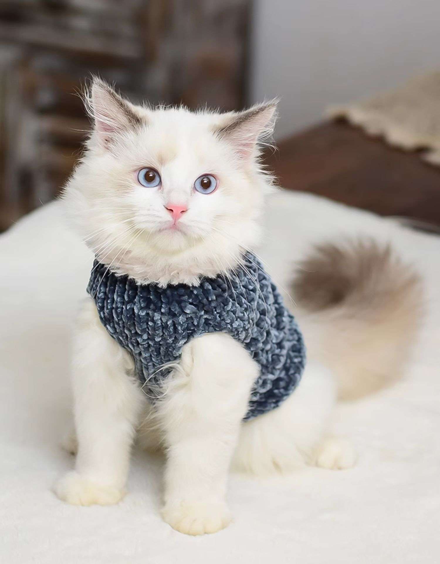 猫服 スフィンクス | ふわもこスフィンクスの防寒ニット