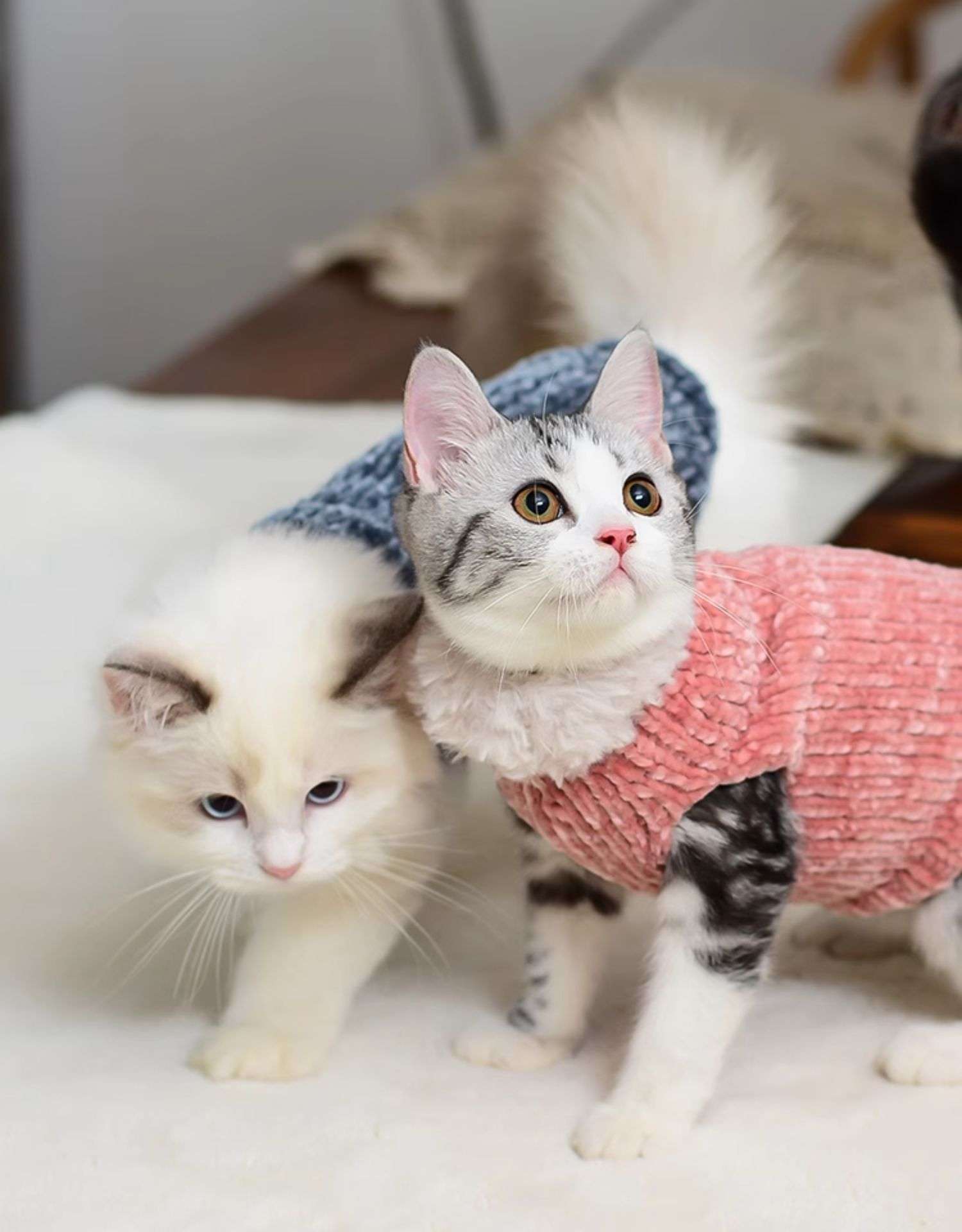猫服 スフィンクス | ふわもこスフィンクスの防寒ニット