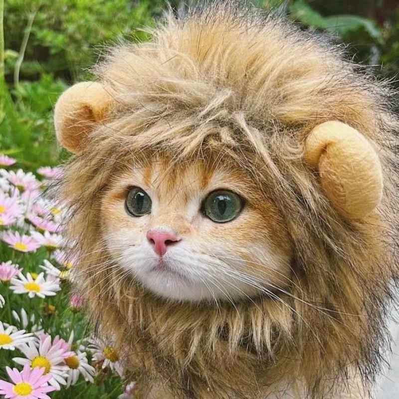 猫服 じゃれ獅子ねこ変身帽子