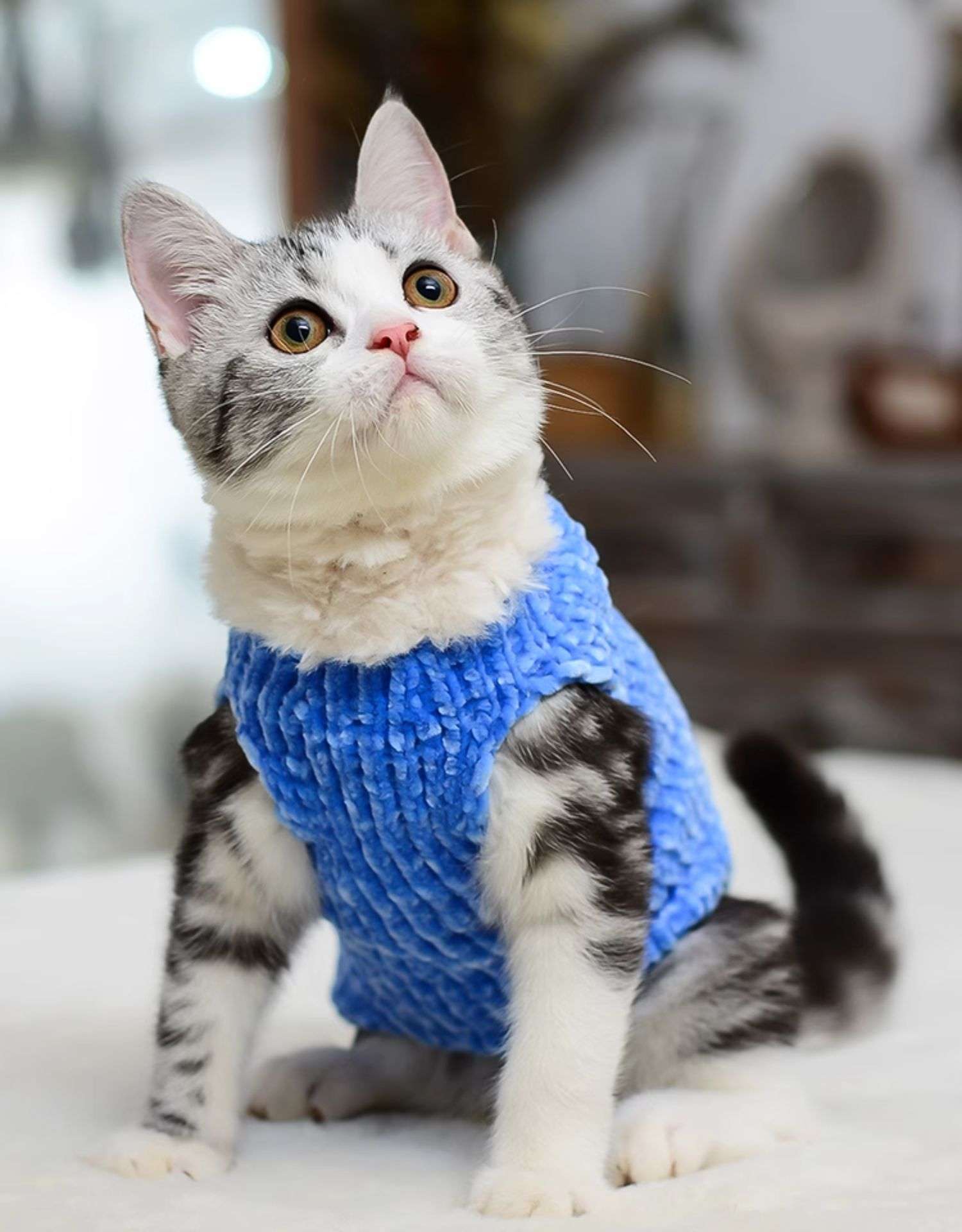 猫服 スフィンクス | ふわもこスフィンクスの防寒ニット