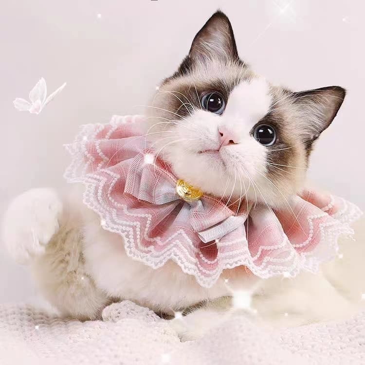猫服 ふんわりレース付き姫様首輪