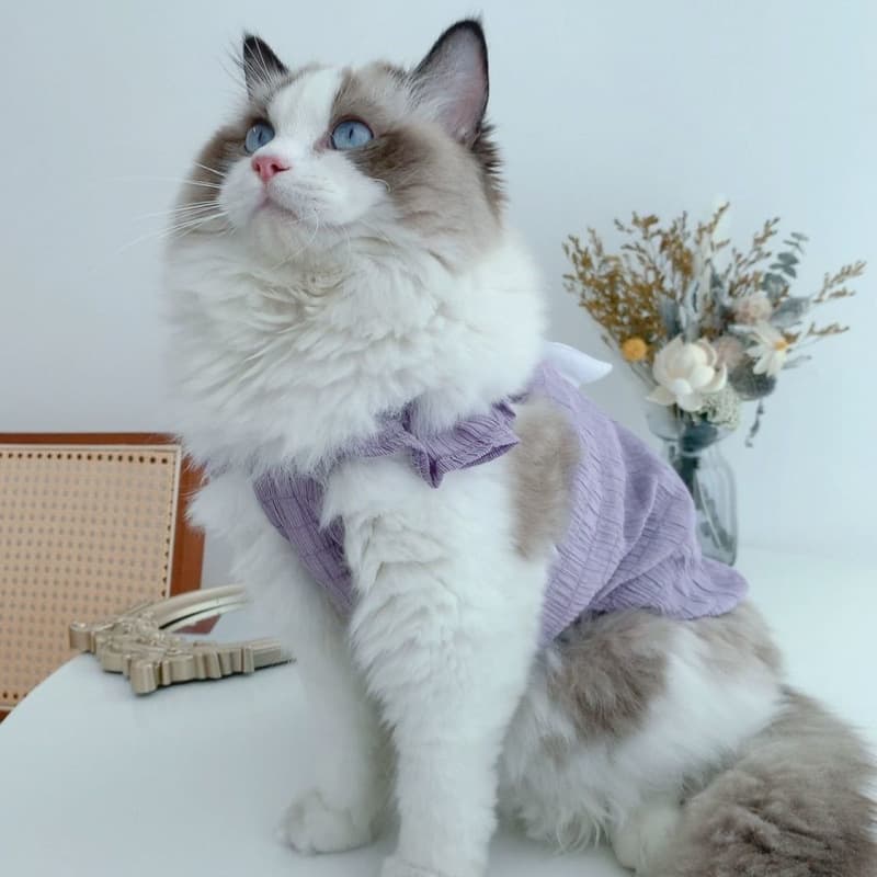 猫服 ふんわり天使の羽根ギャザーワンピース