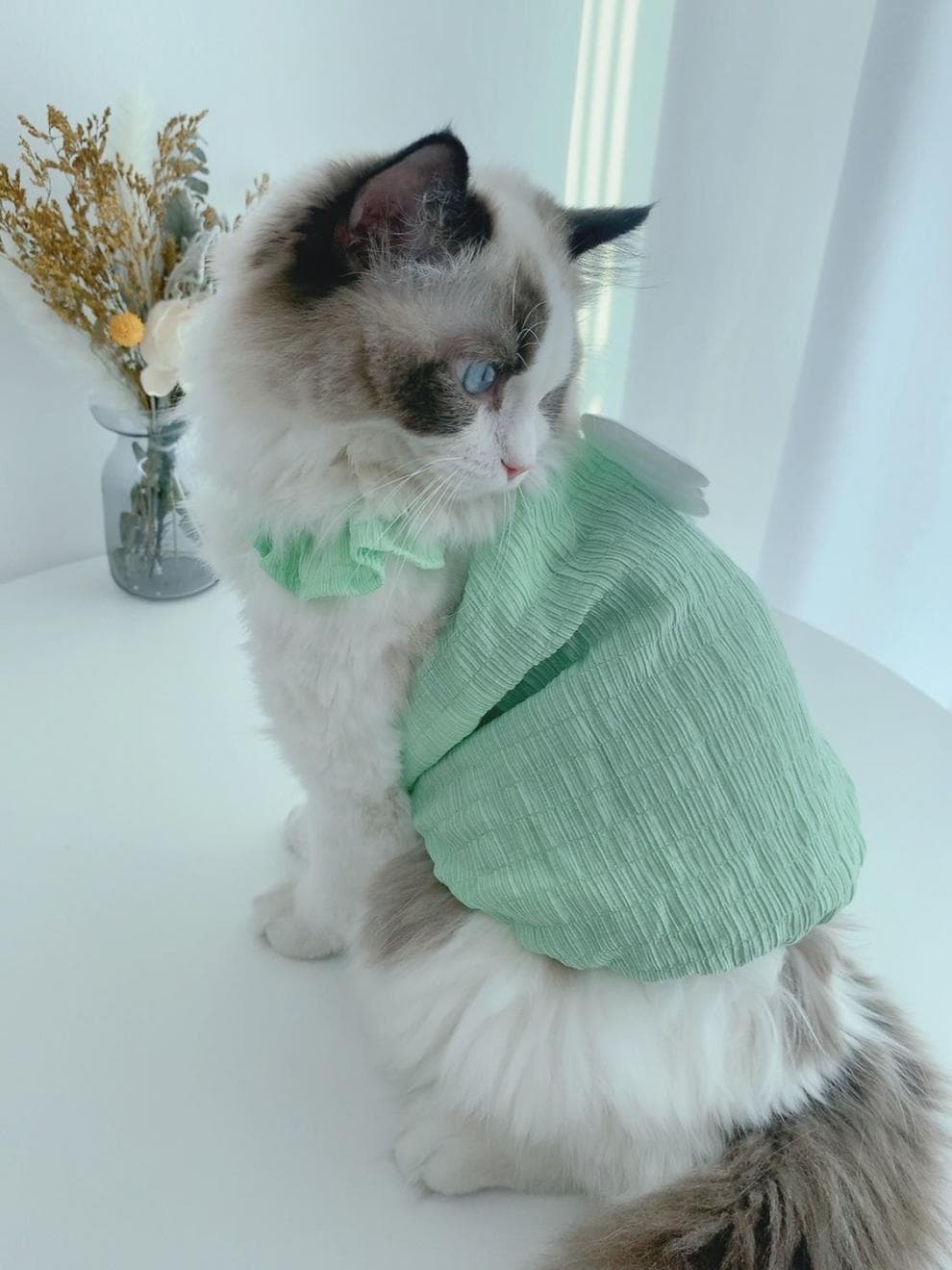 猫服 ふんわり天使の羽根ギャザーワンピース