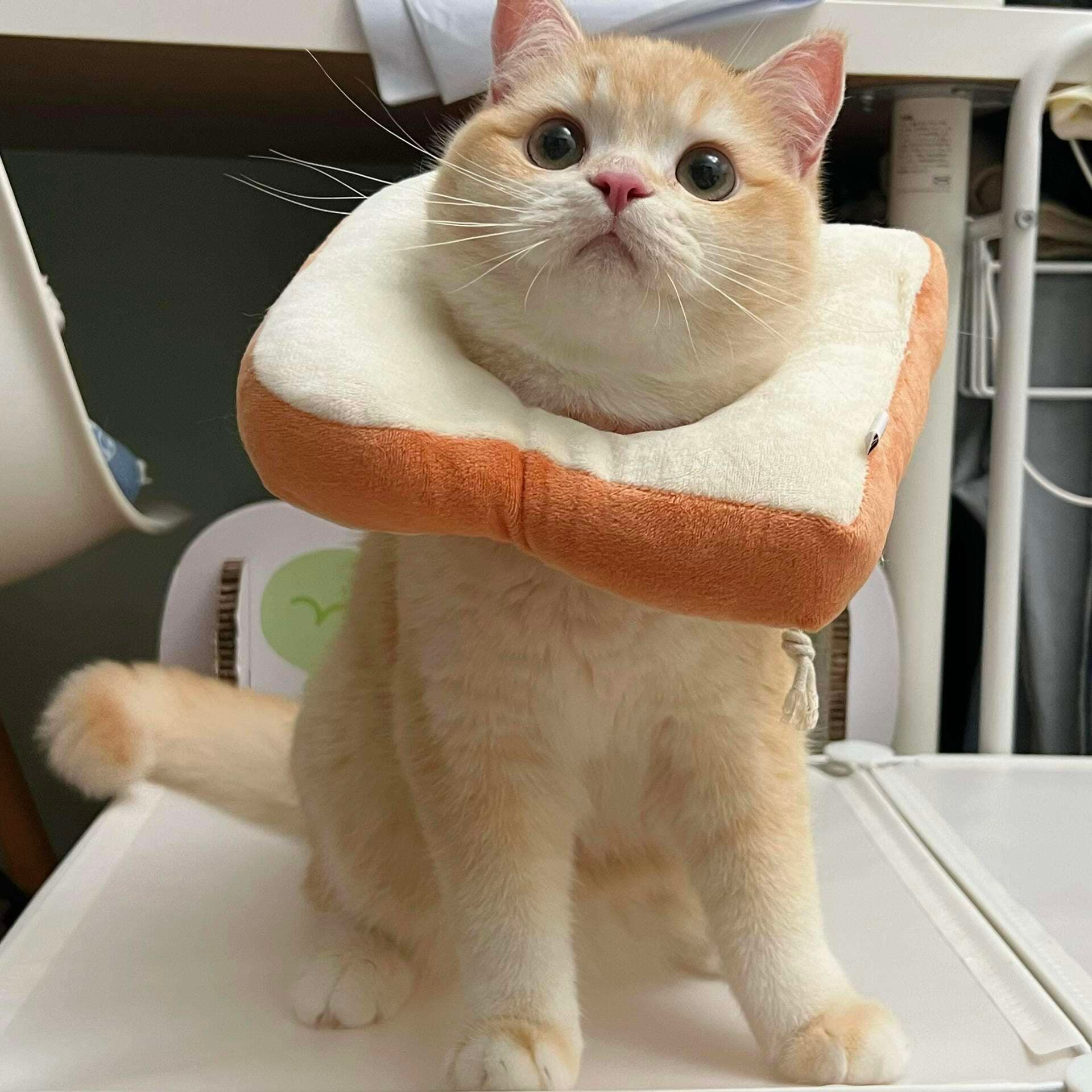 猫服 猫 エリザベスカラー | もふもふ食パンねこ帽子