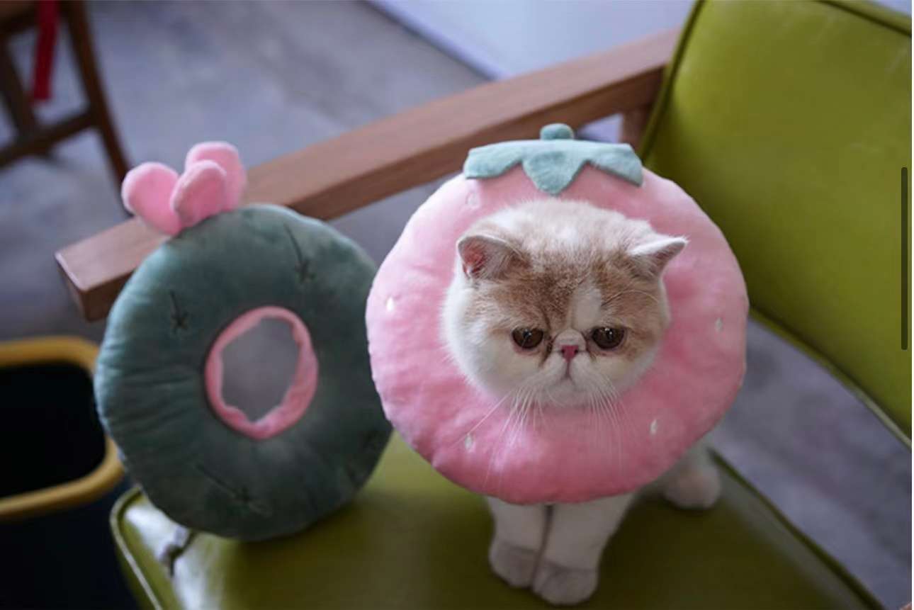 猫服 猫 エリザベスカラー | かわいい動物型メッシュエリザベスカラー