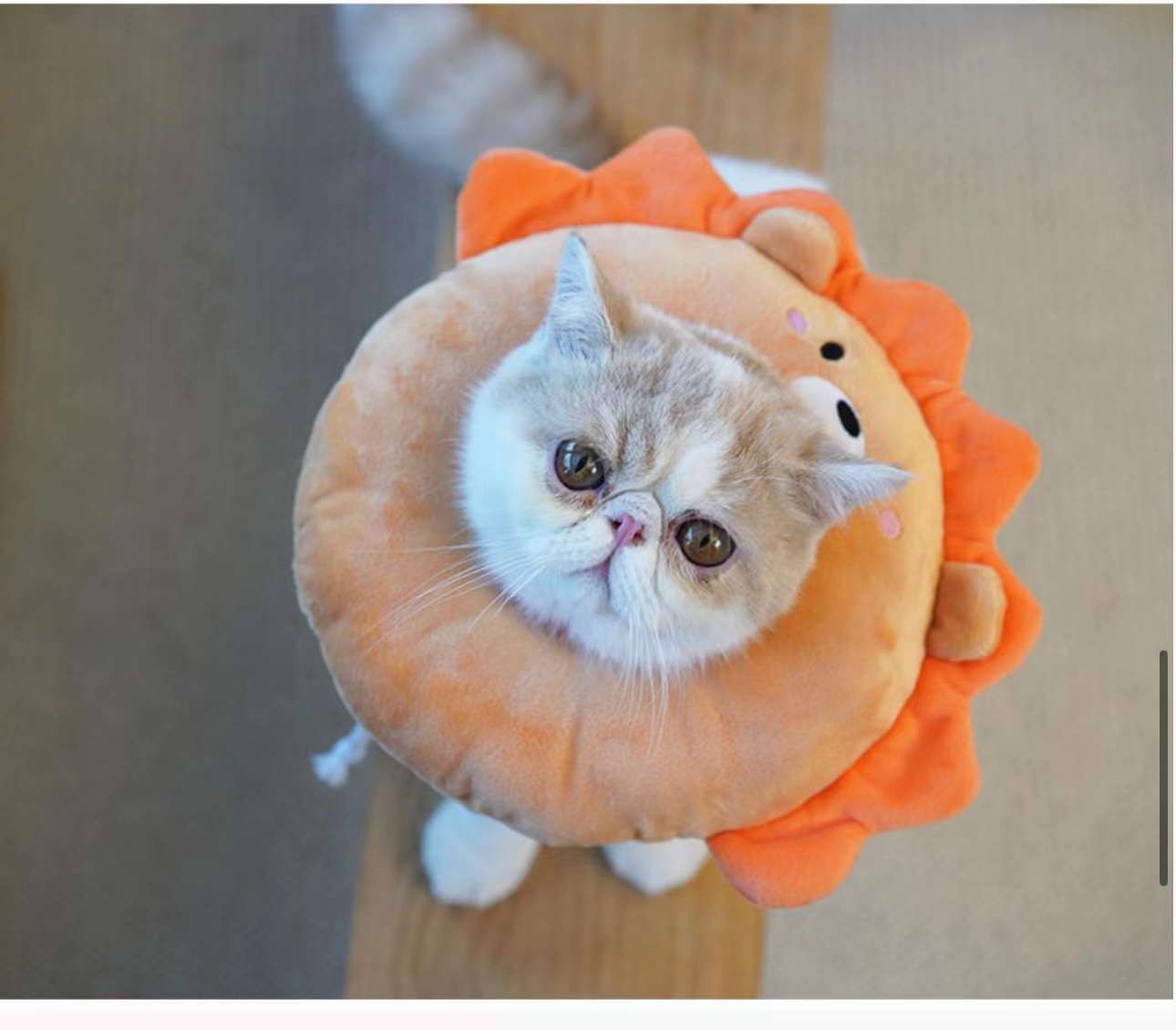 猫服 猫 エリザベスカラー | かわいい動物型メッシュエリザベスカラー