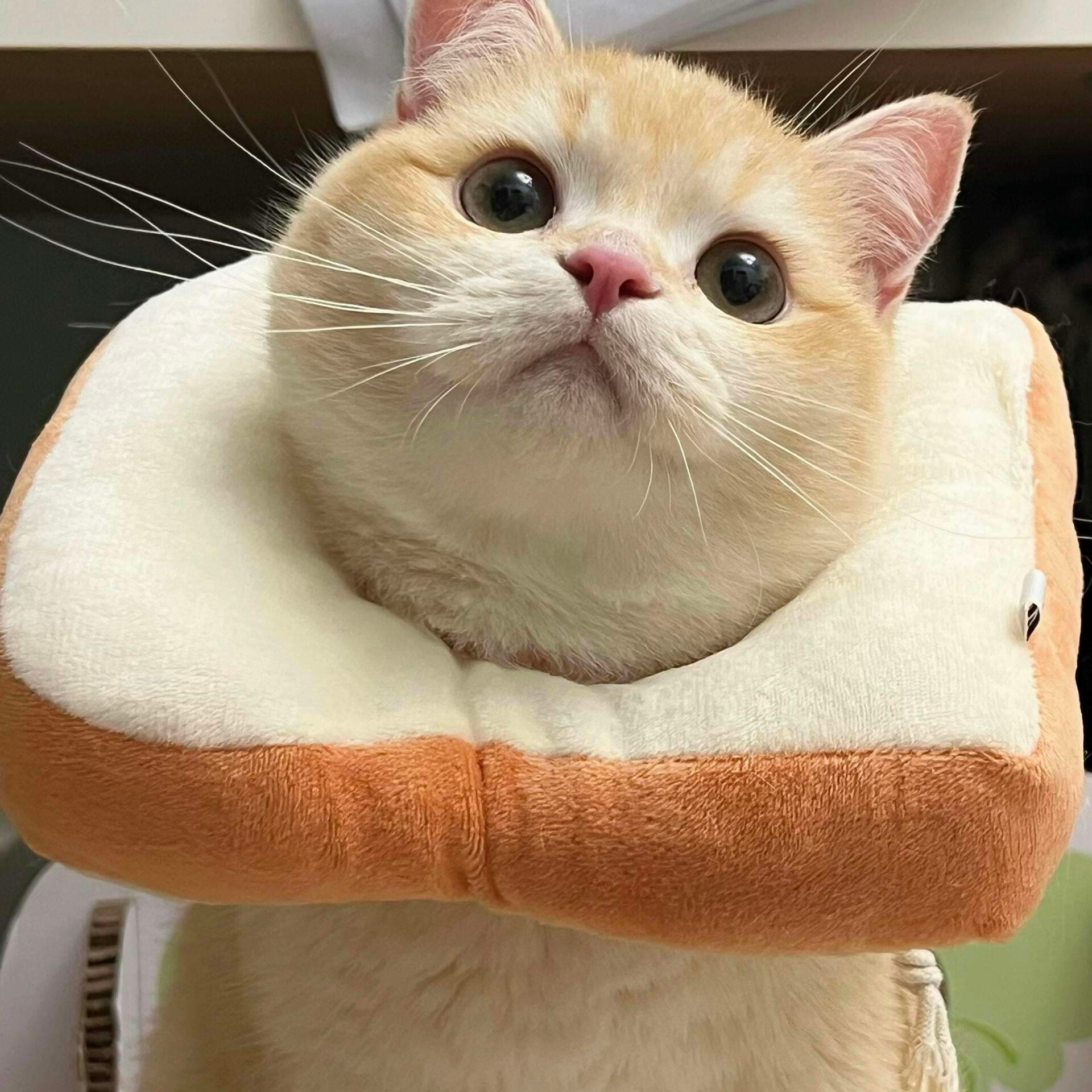 猫服 猫 エリザベスカラー | もふもふ食パンねこ帽子